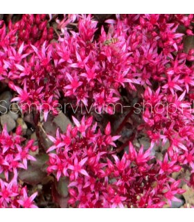 Sedum  'Dragons Blood'