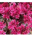 Sedum  'Dragons Blood'