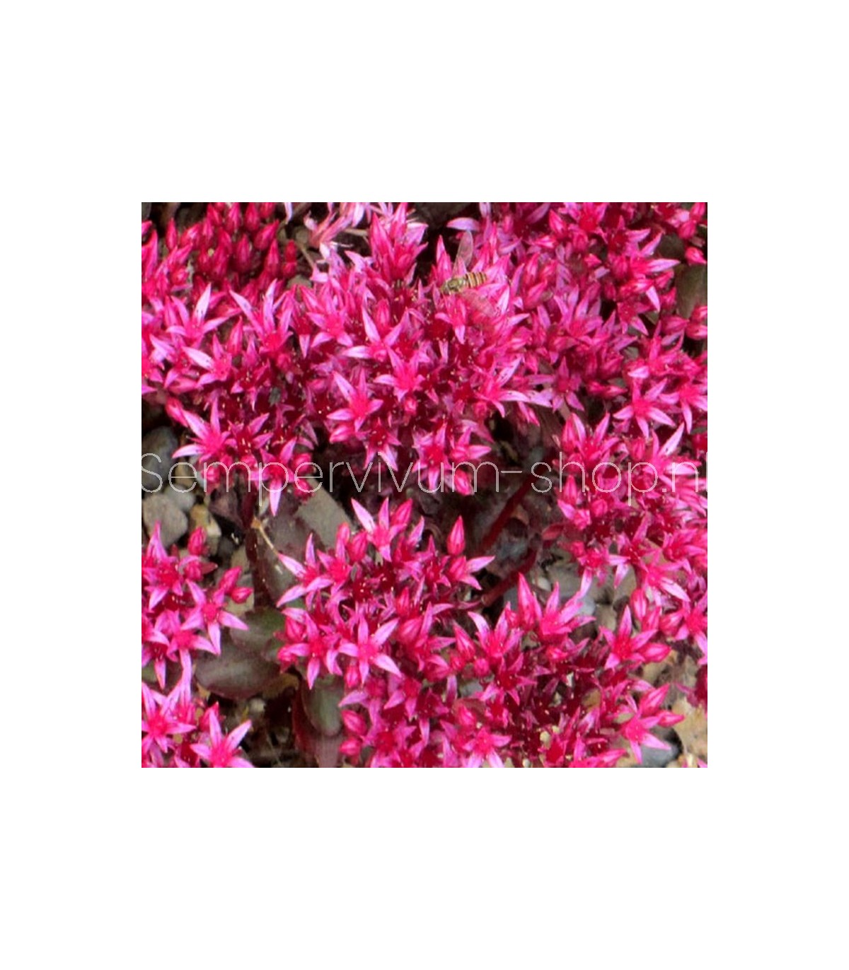 Sedum Dragons Blood Potmaat 9 Cm