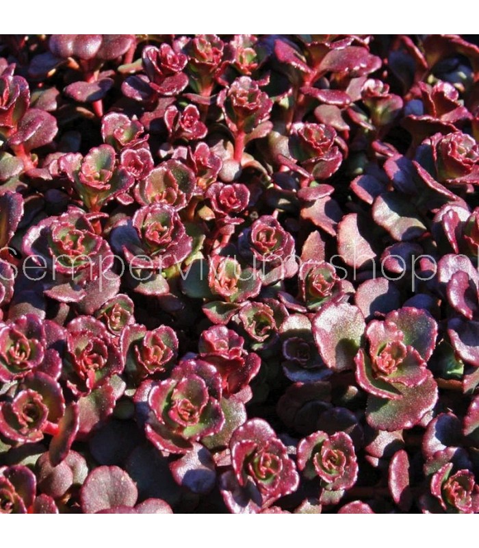 Sedum  'Dragons Blood'