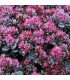 Sedum orostachys 'Blue Elf'