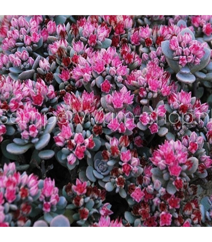 Sedum orostachys 'Blue Elf'