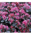 Sedum orostachys 'Blue Elf'