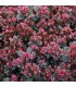 Sedum orostachys 'Blue Elf'