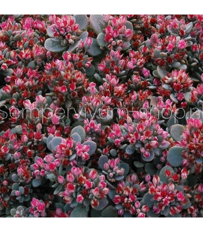 Sedum orostachys 'Blue Elf'