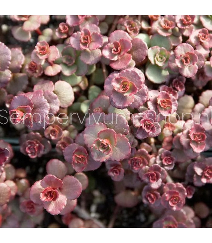 Sedum spurium 'Voodoo'