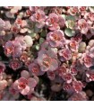 Sedum spurium 'Voodoo'