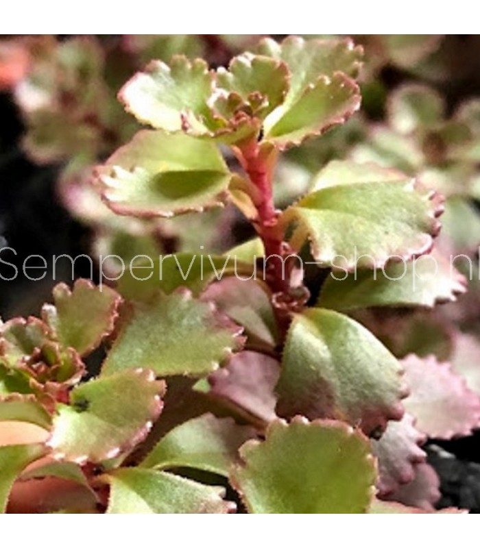 Sedum spurium 'Voodoo'