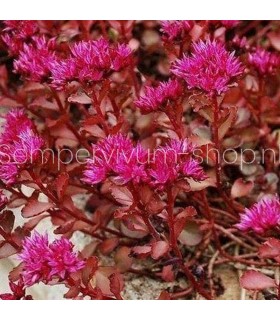 Sedum spurium 'Voodoo'
