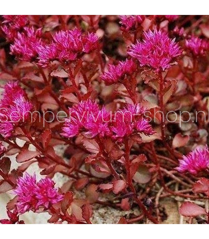 Sedum spurium 'Voodoo'