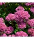 Sedum telephium 'Munstead Dark Red'
