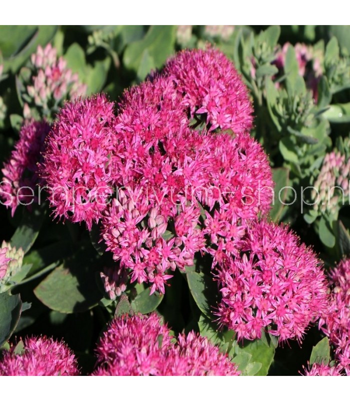 Sedum telephium 'Munstead Dark Red'