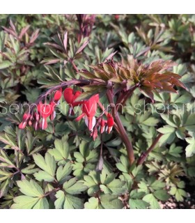 Dicentra spectabilis 'Valentine'