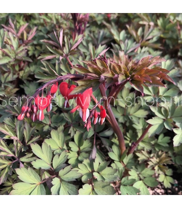 Dicentra spectabilis 'Valentine'
