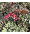 Dicentra spectabilis 'Valentine'