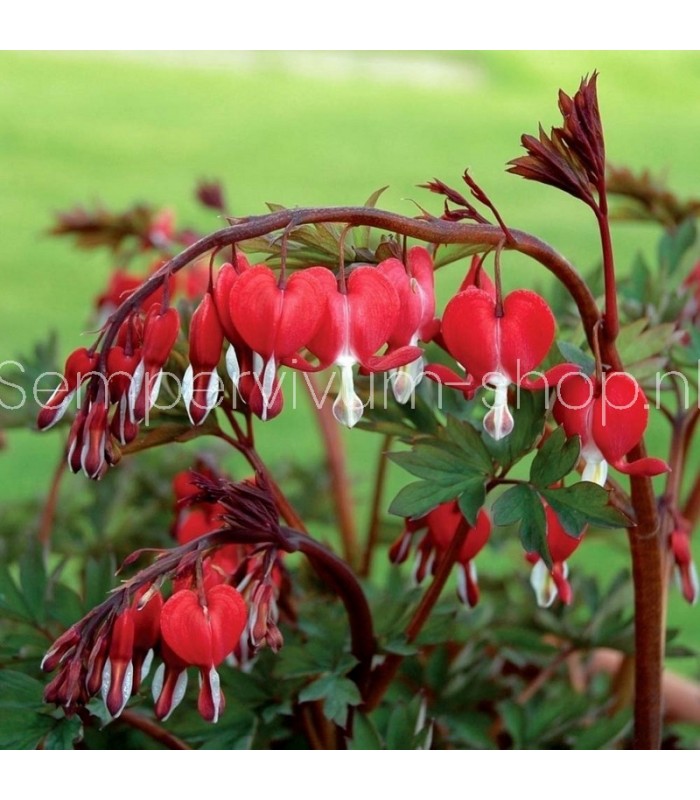 Dicentra spectabilis 'Valentine'