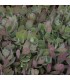 Sedum 'Ruby Glow'