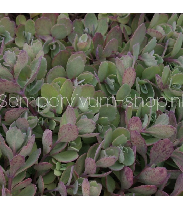 Sedum 'Ruby Glow'