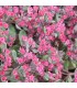 Sedum 'Ruby Glow'