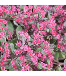Sedum 'Ruby Glow'