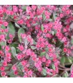 Sedum 'Ruby Glow'