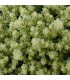 Sedum acre 'Elegans'