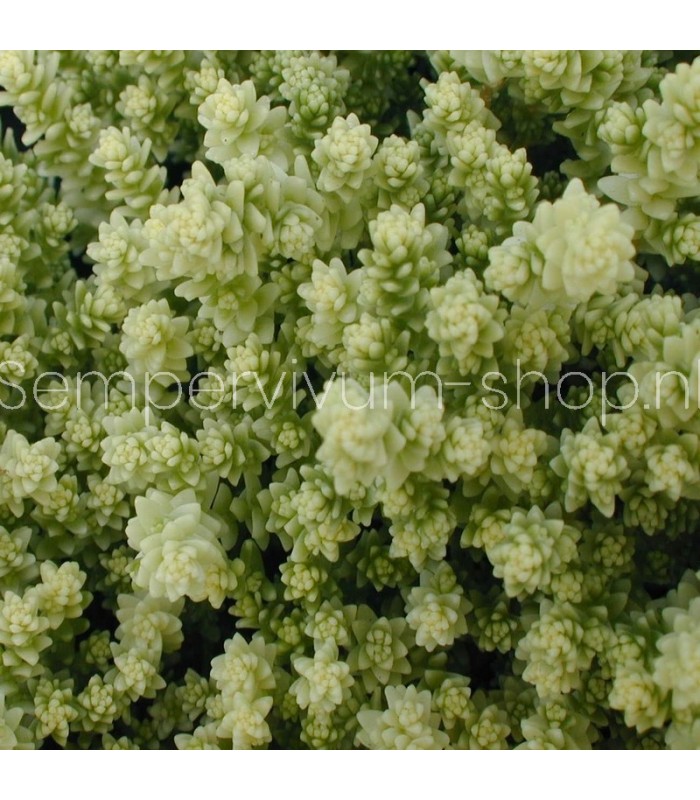 Sedum acre 'Elegans'