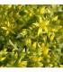 Sedum acre 'Elegans'