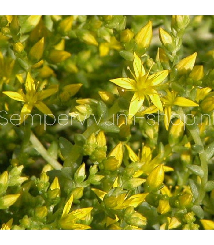 Sedum acre 'Elegans'