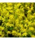 Sedum acre 'Elegans'