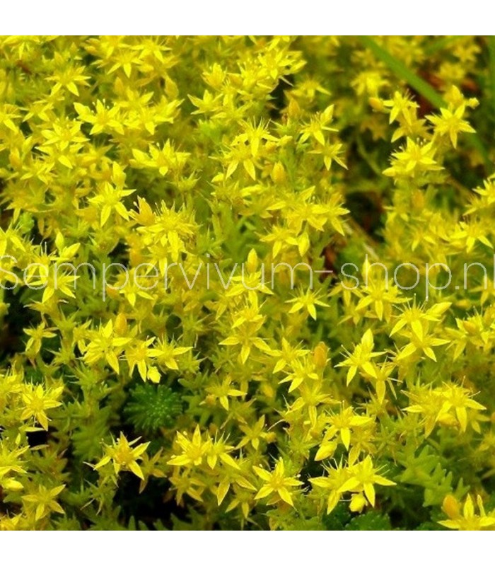 Sedum acre 'Elegans'