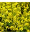 Sedum acre 'Elegans'