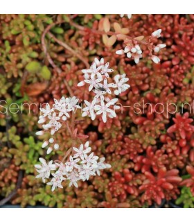 Sedum album 'Coral Carpet'