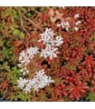 Sedum album 'Coral Carpet'