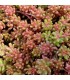 Sedum album 'Coral Carpet'