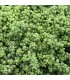 Sedum album 'Chloroticum'