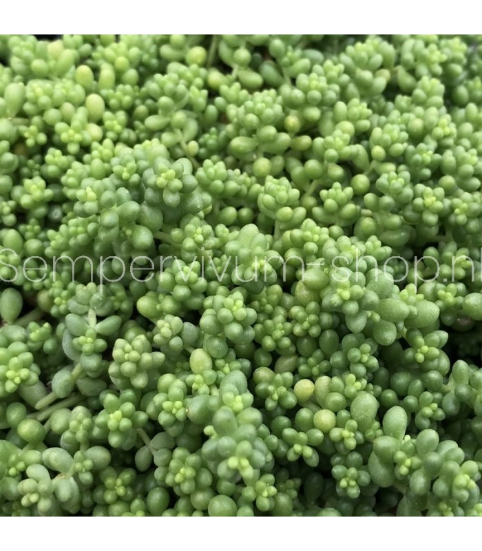 Sedum album 'Chloroticum'