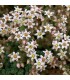 Sedum album 'Chloroticum'