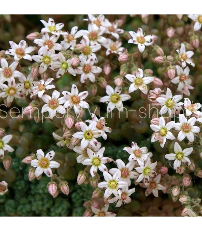 Sedum album 'Chloroticum'