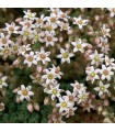 Sedum album 'Chloroticum'