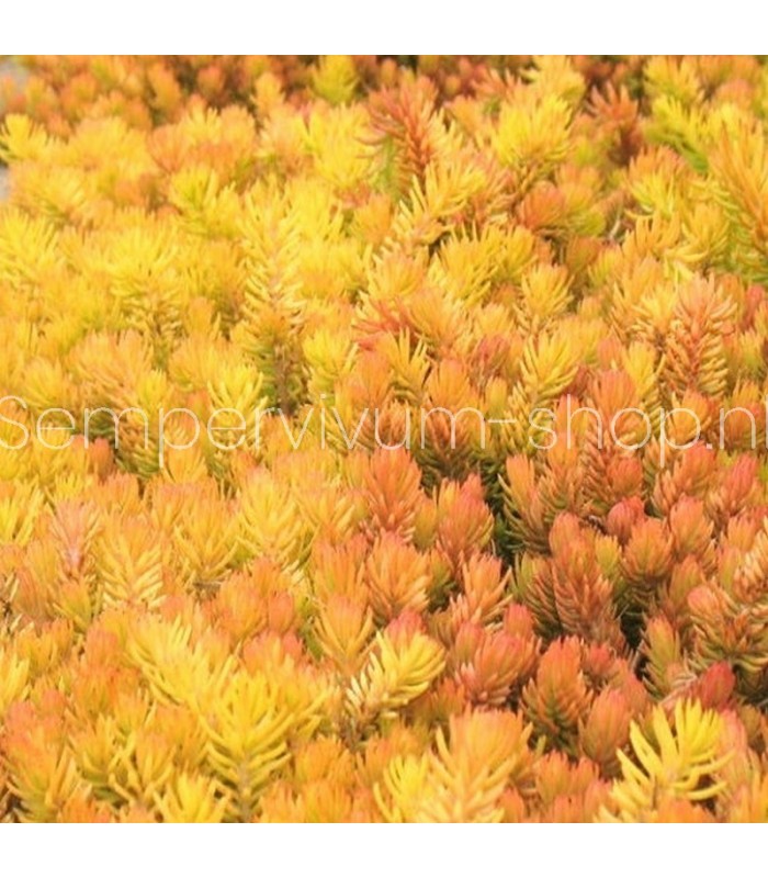 Sedum angelina