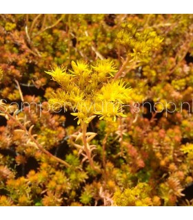 Sedum angelina