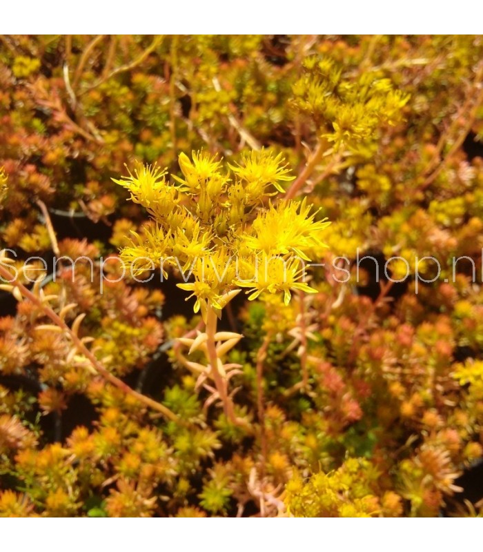 Sedum angelina