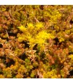 Sedum angelina