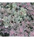 Sedum cauticola 'Lidakense'