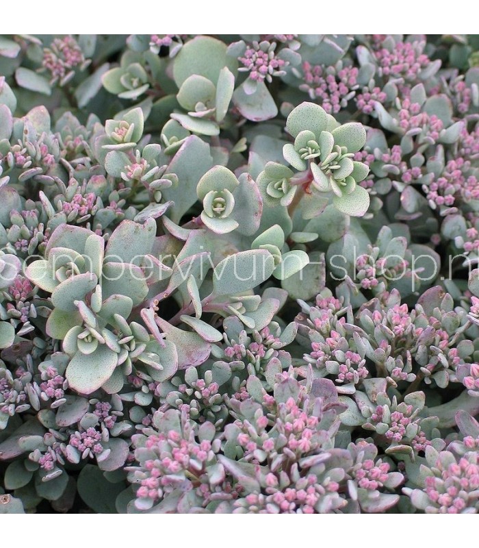 Sedum cauticola 'Lidakense'