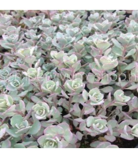 Sedum cauticola 'Lidakense'