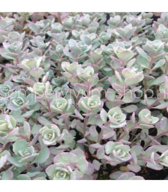 Sedum cauticola 'Lidakense'