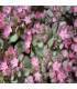 Sedum cauticola 'Lidakense'