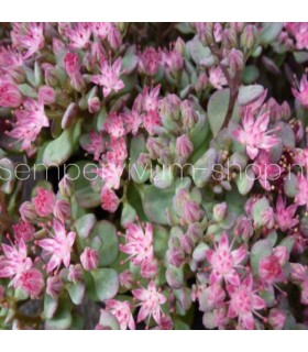Sedum cauticola 'Lidakense'